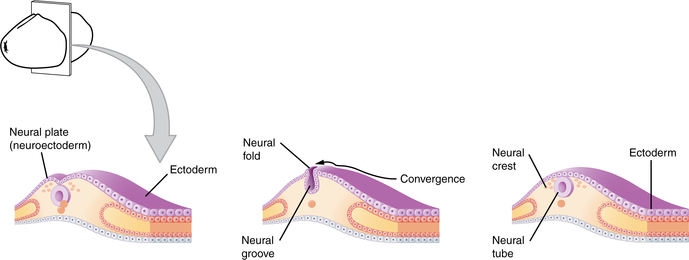 This figure shows the development of the neural tube in an embryo. The left panel shows the formation of a neural fold in the neuroectoderm. The middle panel shows the formation of the neural plate and the right panel shows the formation of the neural crest and neural tube.