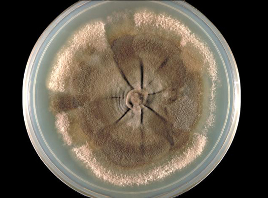 Photo depicts a light brown fungus growing in a Petri dish. The fungus, which is about 8 centimeters in diameter, has the appearance of wrinkled round skin surrounded by powdery residue. A hub-like indentation exists at the center of the fungus. Extending from this hub are folds that resemble spokes on a wheel.