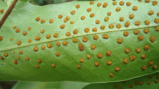 The photo shows small bumps called sori on the underside of a fern frond.