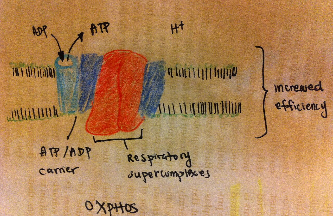 Cardiolipin improves the efficiency of the OXPHOS machinery.
