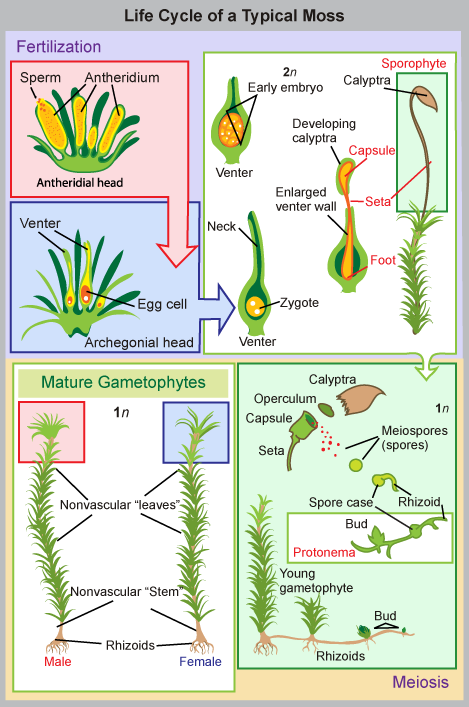 In mosses, the mature haploid (1n) gametophyte is a slender, nonvascular stem with fuzzy, non-vascular leaves. Root-like rhizoids grow from the bottom. Male antheridia and female archegonia grow at the tip of the stem. Sperm fertilize the eggs, producing a diploid (2n) zygote inside a vase-like structure called a venter inside the archegonial head. The embryo grows into a sporophyte that projects like a flower from the vase. The sporophyte undergoes meiosis to produce haploid (1n) spores that grow to produce mature gametophytes, completing the cycle.