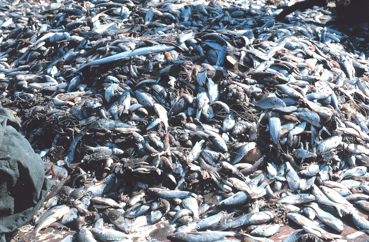Bycatch from commercial fishing