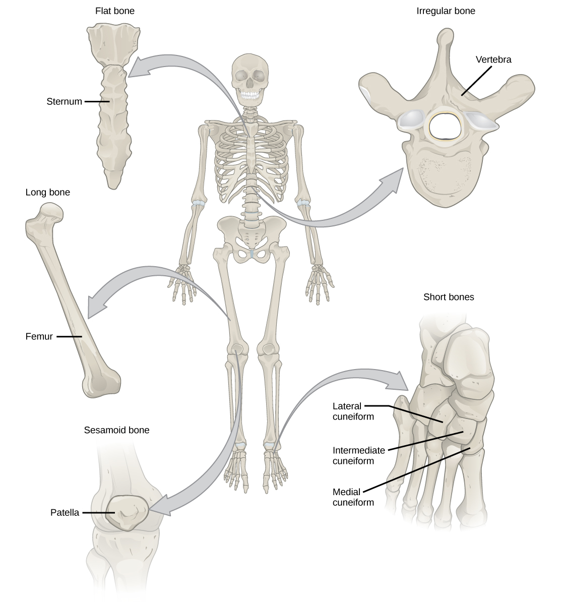 Illustration shows classification of different bone types. The sternum at the front, middle of the rib cage is a flat bone. The femur is a long bone. The patella is a sesamoid bone. The vertebrae are irregular bones, and the bones of the foot are short bones.