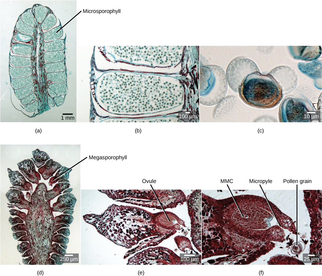 Part a shows a cross section of a male cone, which is oval with a flattened bottom. A stem-like structure runs up the middle, and oblong microsporophylls radiate from either side. Migrograph b shows a blowup of a microsphorphyll, which is filled with round pollen grains. Micrograph C shows a blowup of a pollen grain, which is oval with two lobes and resembles Mickey Mouse. Part D shows a cross section of a female cone, which is similar in shape to the male cone but with a wider central structure. Megasporophylls radiate from either side of this structure. At the base the megasprophylls are narrow, and the widen out into a roughly diamond shape. Part E shows a blowup of the megasprophyll, which has an oval ovule at its base. Part F shows a blowup of the ovule. The megaspore mother cell is at the center. An opening called a micropyle allows entry of the pollen tube from the base.