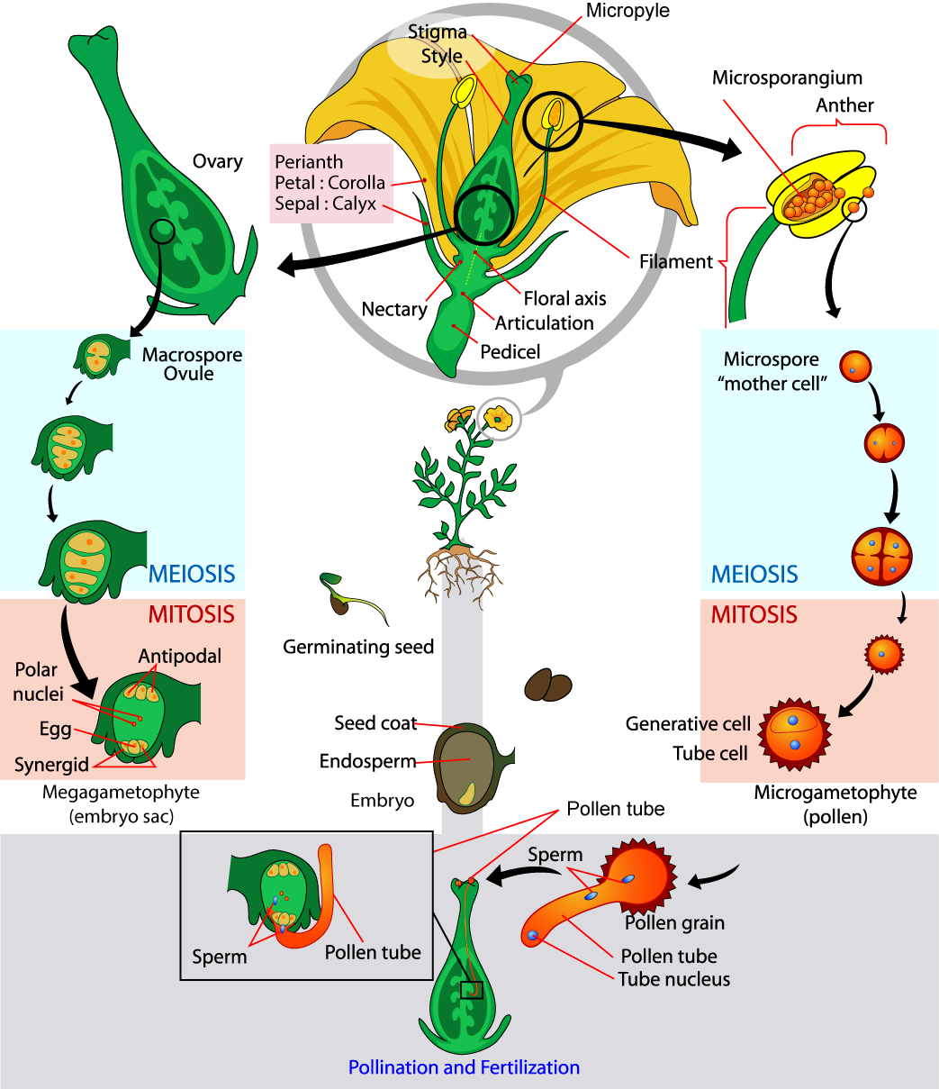 The parts of the flower are shown. The base of the perianth, which includes petals and sepals, is called the flora axis. A narrowing called the articulation separates the floral axis from the lower pedicel, which attached the flower to a stem. Microsporangia are in the anthers. Microspores, or mother cells form inside the microsporangia. The microspore undergoes meiosis, producing four cells, each of which becomes a grain of pollen with a hard coating. The pollen grain undergoes mitosis, producing a generative cell and a tube cell. Macrospores form inside vase-like carpel, in the ovules, which are in the ovaries. The macrospores undergo meiosis, producing four cells. The cells then undergo mitosis, producing three antipodals, two polar nuclei, and egg and two synergids, each with a nucleus. Together, these cells are called the megagametophyte, or embryo sac. Pollination occurs when a pollen grain lands on the stigma, the flat structure at the top of the carpel. The tube nucleus grows into the long style, to the ovary. There, the generative cell of the sperm fertilizes the egg.