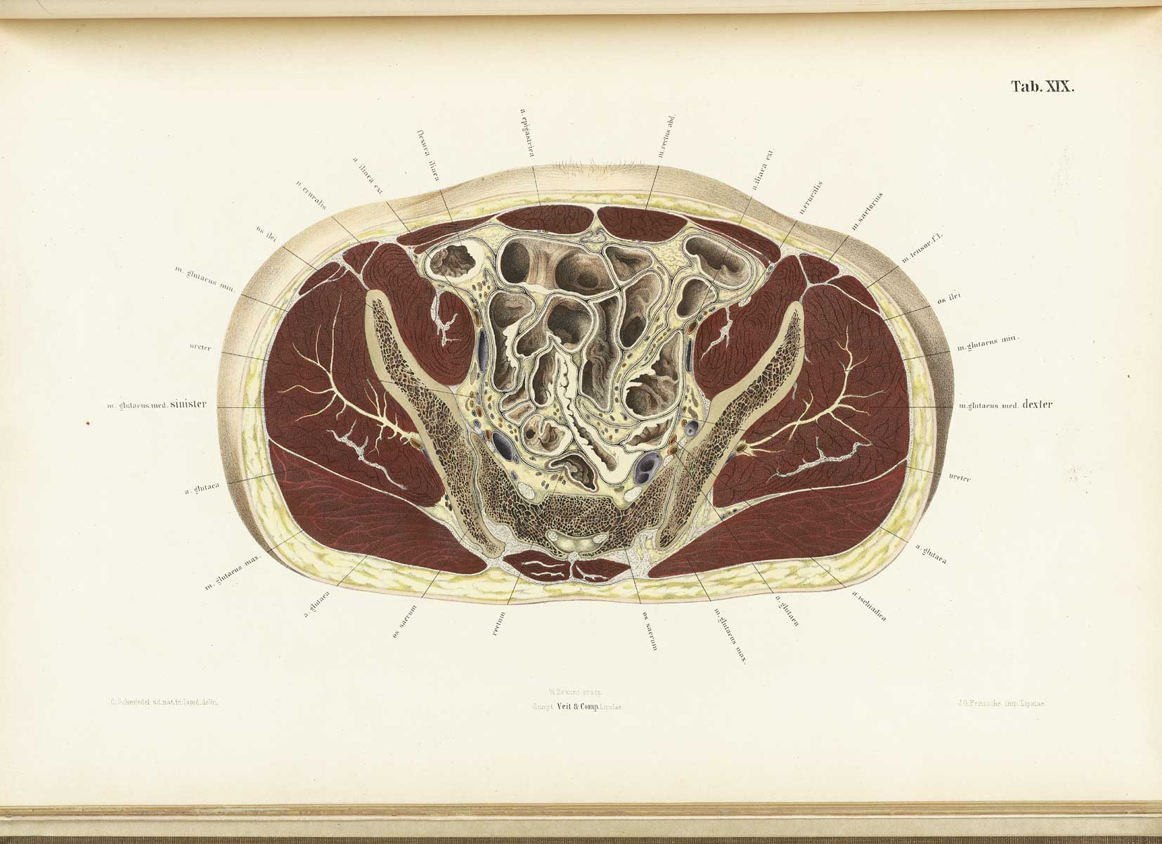 Chromolithograph of the cross section of a human abdomen just at the bottom of the ribcage with the subject facing the top of the page and text labeling the different structures circling around the body like an aura, from Wilhelm Braune’s Topographisch-anatomischer Atlas. Leipzig, 1867.