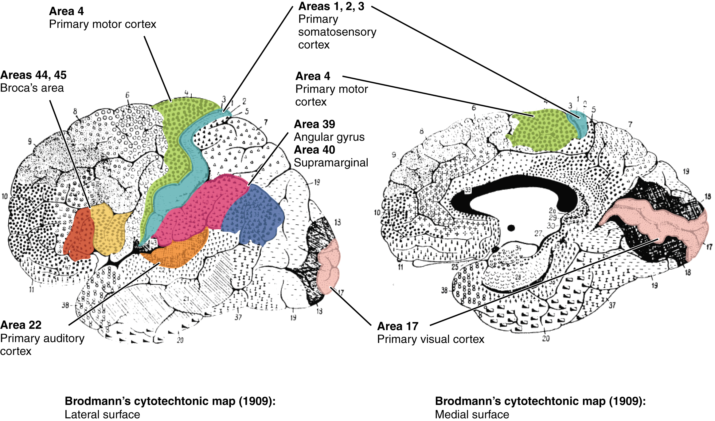 In this figure, the Brodmann areas, identifying the functional regions of the brain, are mapped. The left panel shows the lateral surface of the brain and the right panel shows the medial surface.
