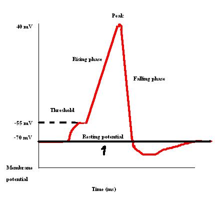 action potential.