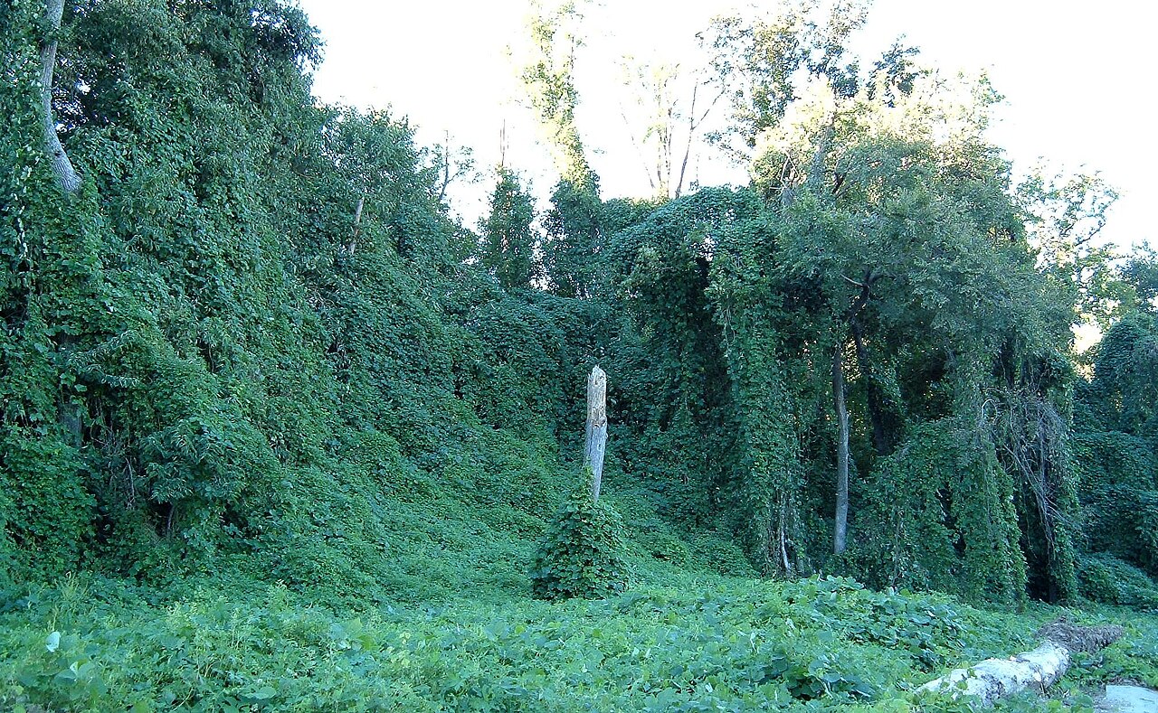 Kudzu on trees near Atlanta,Georgia