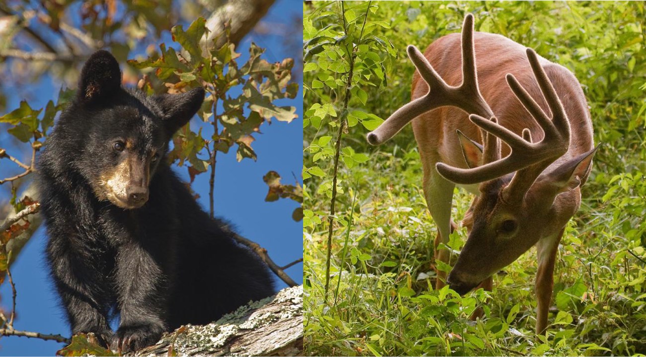 On the left, a black bear cub looks down from a tree branch. On the right, a white-tailed deer with antlers nibbles at foliage.