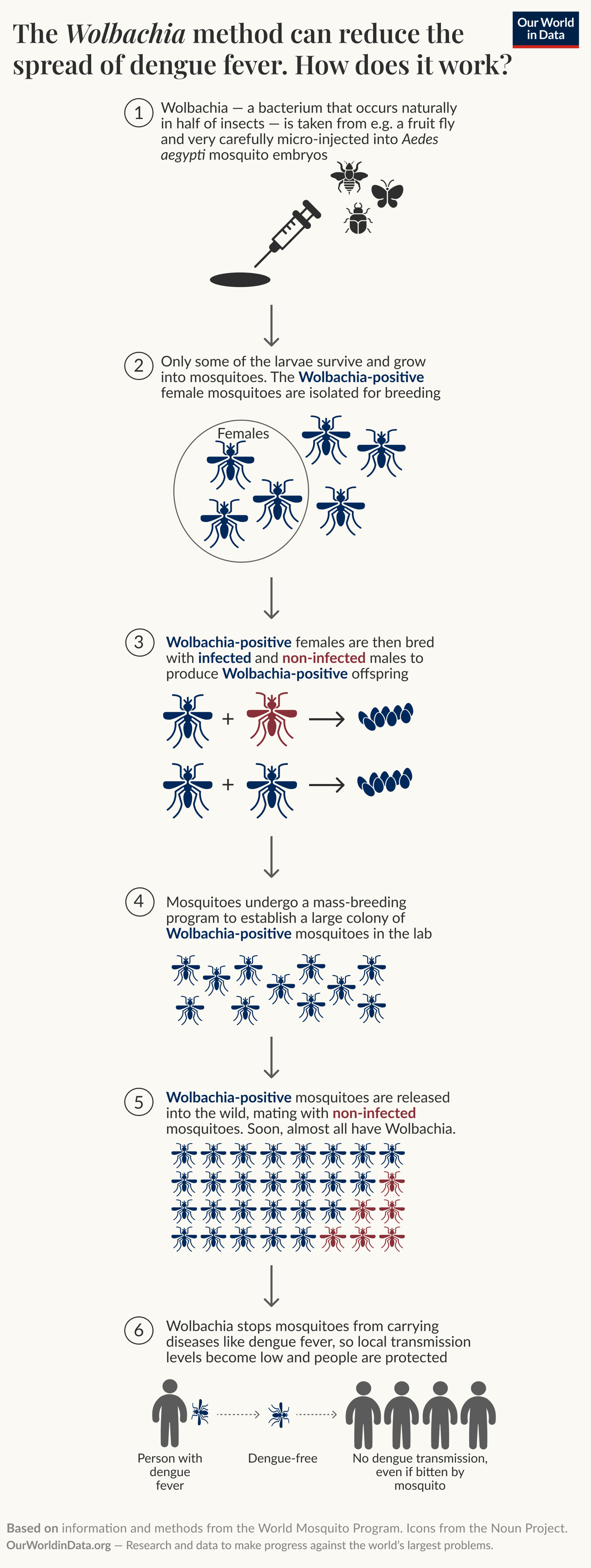 The illustration explains the process of using Wolbachia bacteria to reduce the spread of dengue fever and other tropical diseases. It consists of six steps: 1. Wolbachia, a bacterium found in many insects, is injected into Aedes aegypti mosquito embryos. 2. Only some larvae develop into adult mosquitoes, which are then isolated as Wolbachia-infected females. 3. These infected females are bred with non-infected males, producing Wolbachia-positive offspring. 4. A mass breeding program is conducted to create a large colony of Wolbachia-positive mosquitoes in a laboratory setting. 5. Wolbachia-positive mosquitoes are released into the wild, where they mate with non-infected mosquitoes, leading to an increase in the population of Wolbachia-infected mosquitoes. 6. This process helps stop mosquitoes from carrying diseases like dengue fever, resulting in low transmission levels and protection for individuals from infection. The bottom section credits the source of the information to the World Mosquito Program and the Noun Project, stating that data and research are derived from Our World in Data, with authorship attributed to Hannah Ritchie.