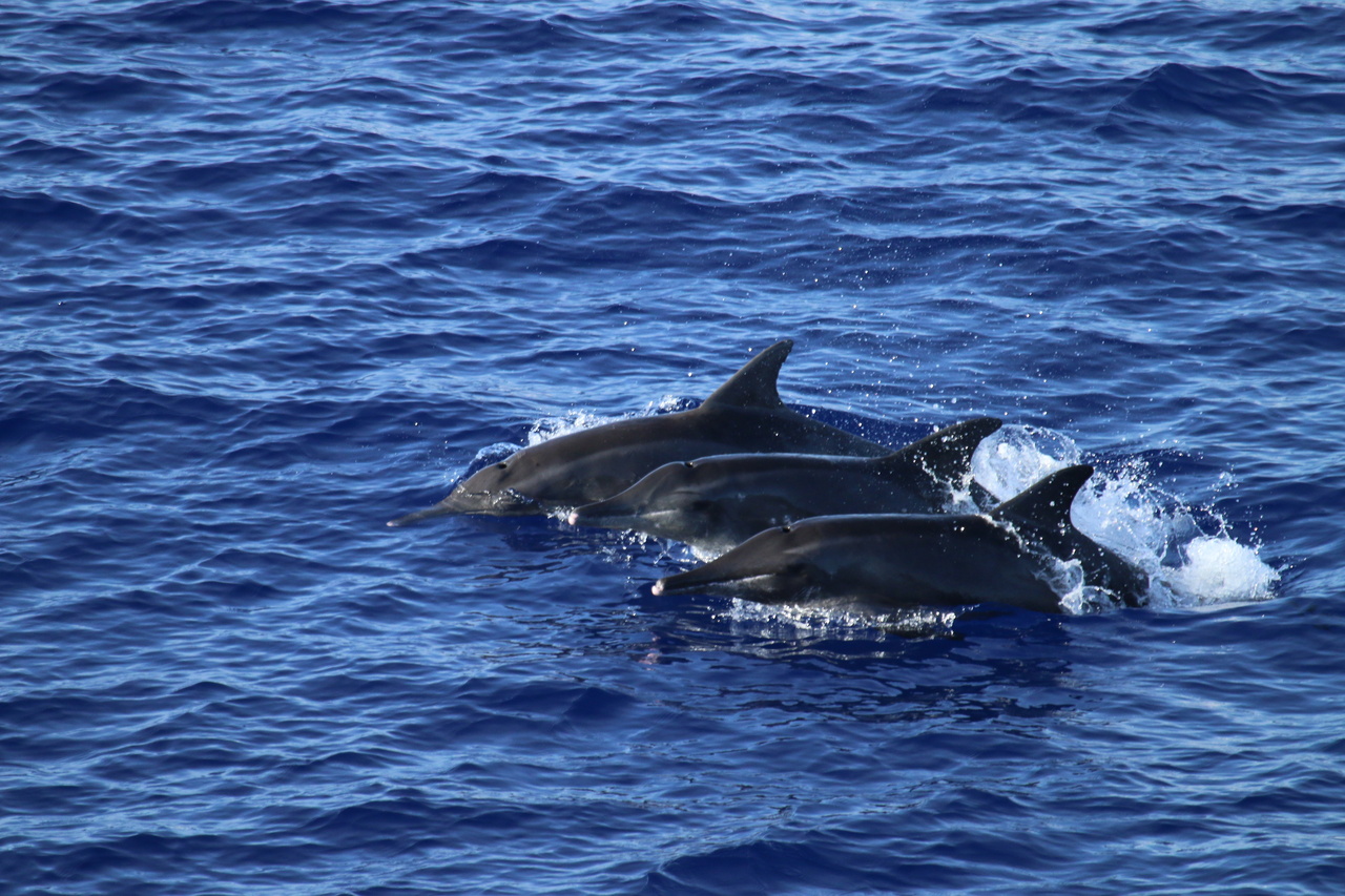 Rough-toothed dolphins at the surface