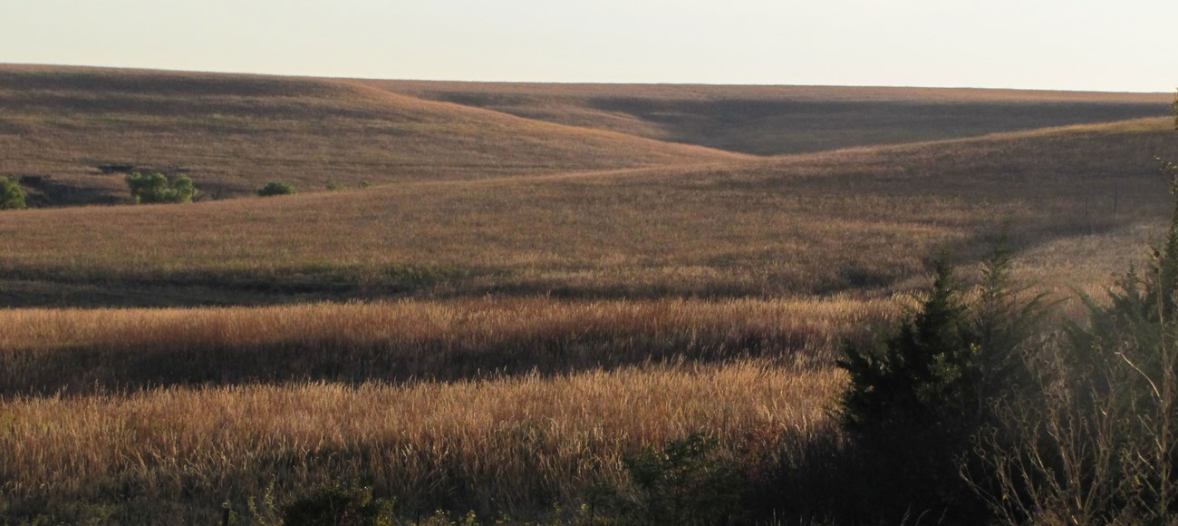 Rolling hills of prairie grass.