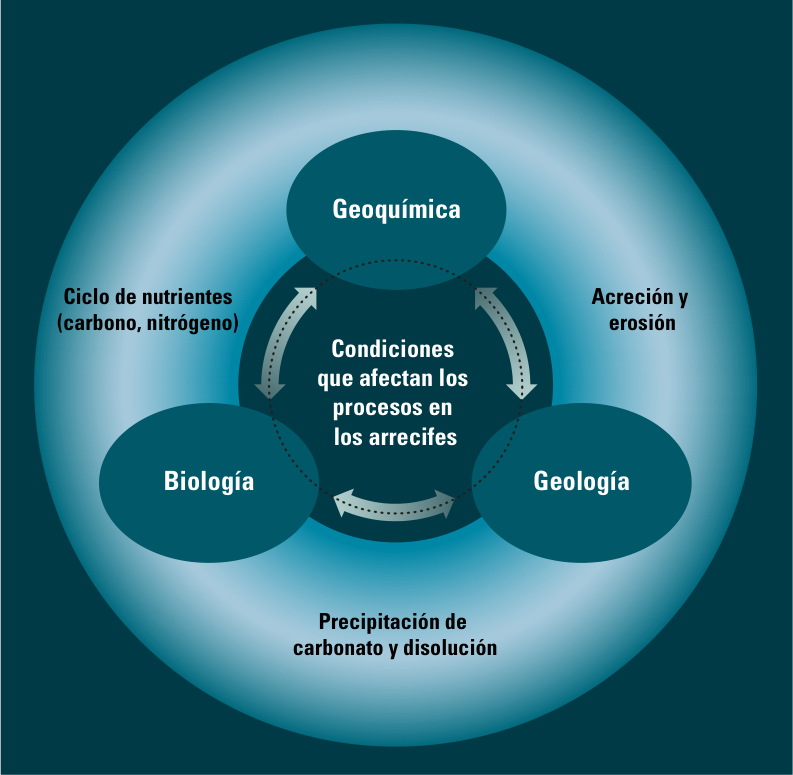 Diagrama circular: Geoquímica, Biología y Geología rodean las «condiciones que afectan los procesos en los arrecifes», unidas por el ciclo de nutrientes (carbono, nitrógeno), la acreción y erosión, y la precipitación y disolución de carbonato