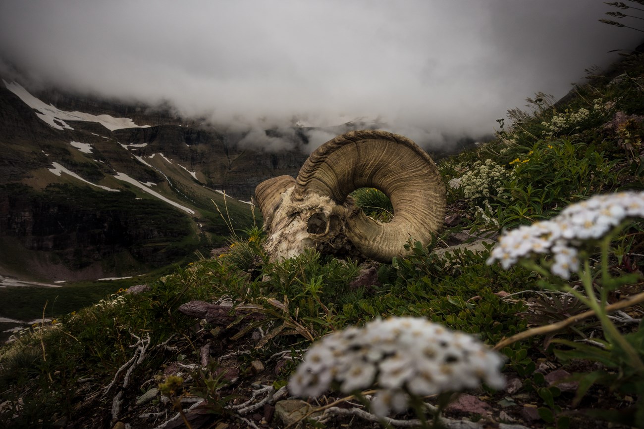 A bighorn sheep skull among wildflowers on a misty mountainside.