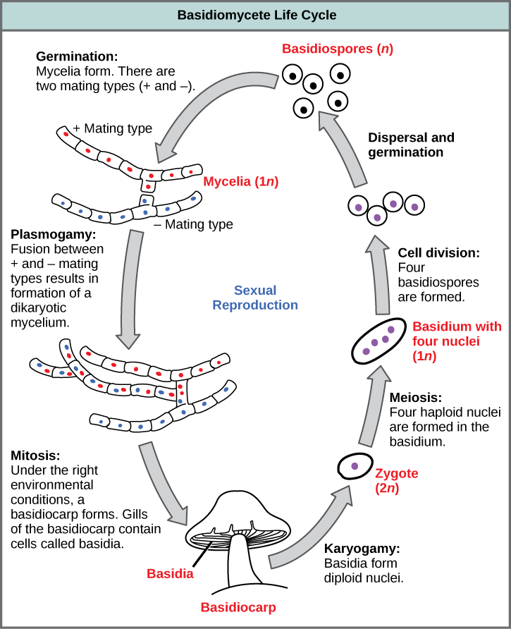 The life cycle of basidiomycetes, better known as mushrooms, is shown. Basidiomycetes have a sexual life cycle that begins with the germination of 1n basidiospores into mycelia with plus and minus mating types. In a process called plasmogamy, the plus and minus mycelia form a dikaryotic mycelium. Under the right conditions, the dikaryotic mycelium grows into a basdiocarp, or mushroom. Gills on the underside of the mushroom cap contain cells called basidia. The basidia undergo karyogamy to form a 2n zygote. The zygote undergoes meiosis to form cells with four haploid (1n) nuclei. Cell division results in four basidiospores. Dispersal and germination of basidiospores ends the cycle.