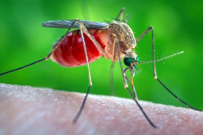 A reddish-brown mosquito standing on human skin.