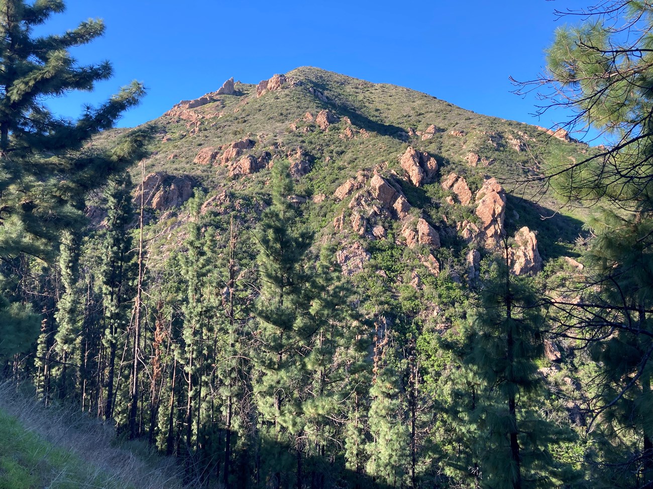A rugged, brushy peak seen through pine trees