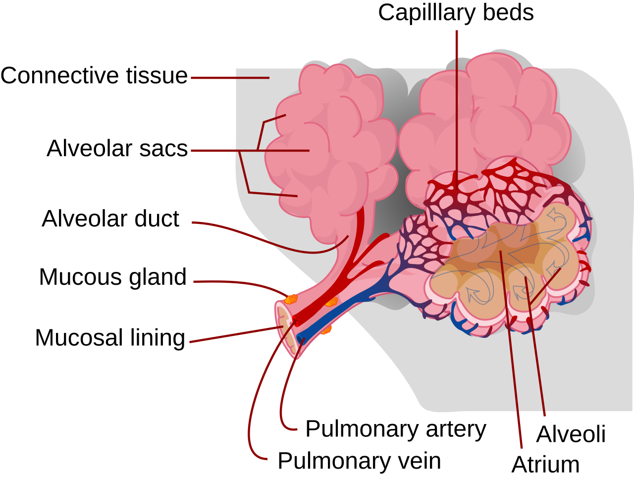 Alveolus diagram