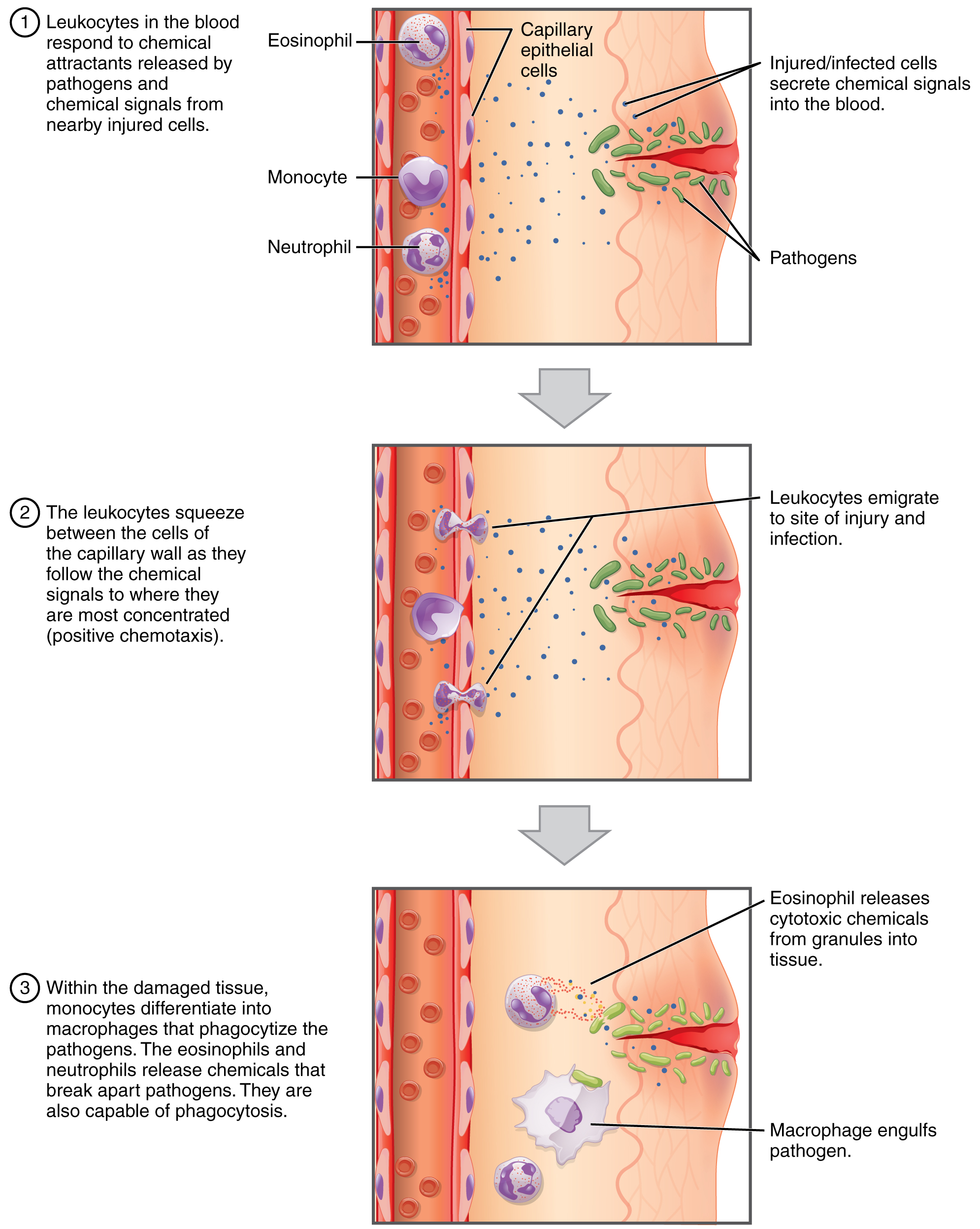 This figure shows how leukocytes respond to chemical signals from injured cells. The top panel shows chemical signals sent out by the injured cells. The middle panel shows leukocytes migrating to the injured cells. The bottom panel shows macrophages phagocytosing the pathogens.