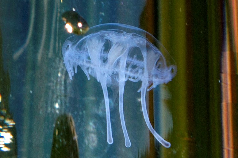 A single small jellyfish floating in water.