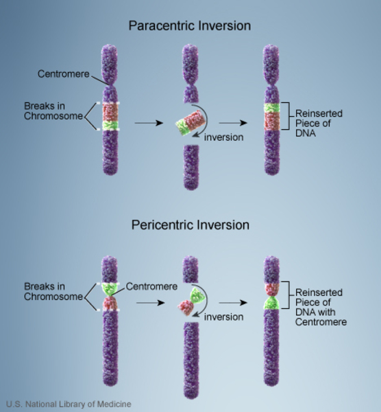 A paracentric inversion does not include the centromere; a pericentric inversion does include the centromere.