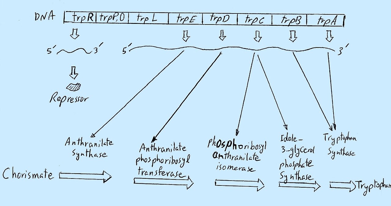 Tryptophan