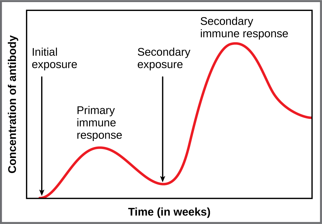 This graph shows the antibody concentration as a function of time in primary and secondary response.