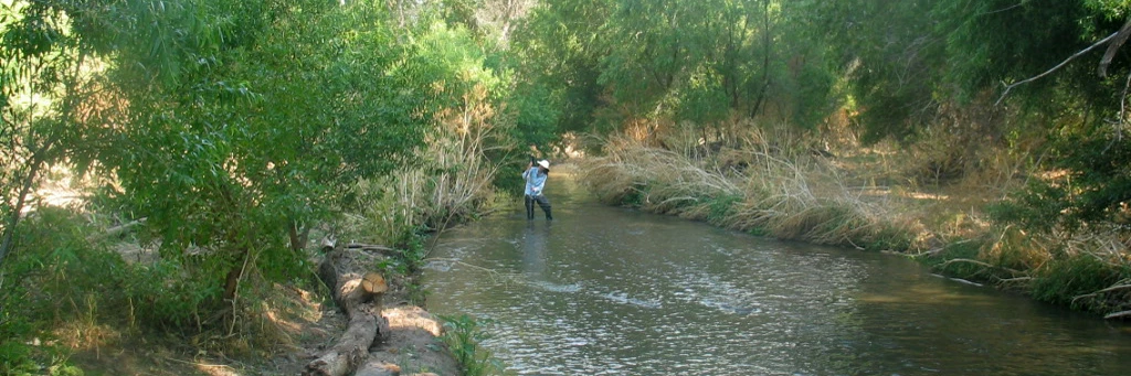 A person standing in a brown river surrounded by large trees.