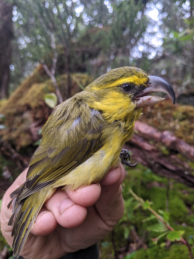 A kiwikiu, a Hawaiian honeycreeper with a large curved beak and green-yellow plumage, resting on a person's hand.