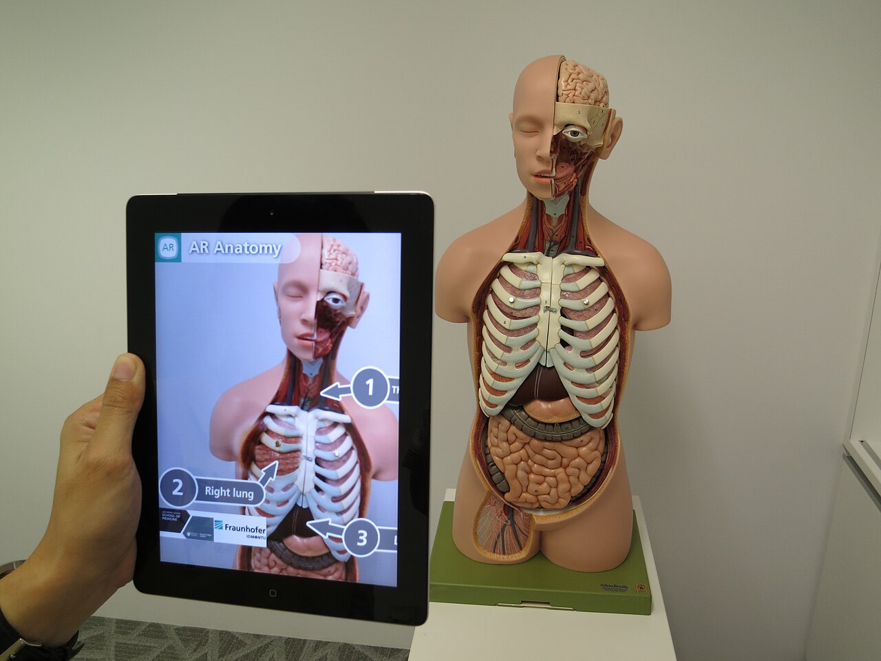 ARnatomy's app, useful in anatomy education for students of all ages.
