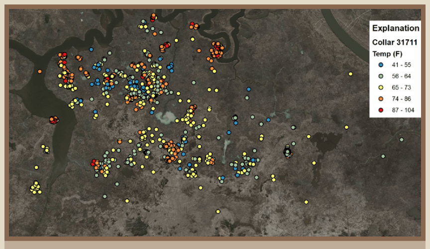 Tracked movements of a collared “Judas pig” near Pearlington, Mississippi.