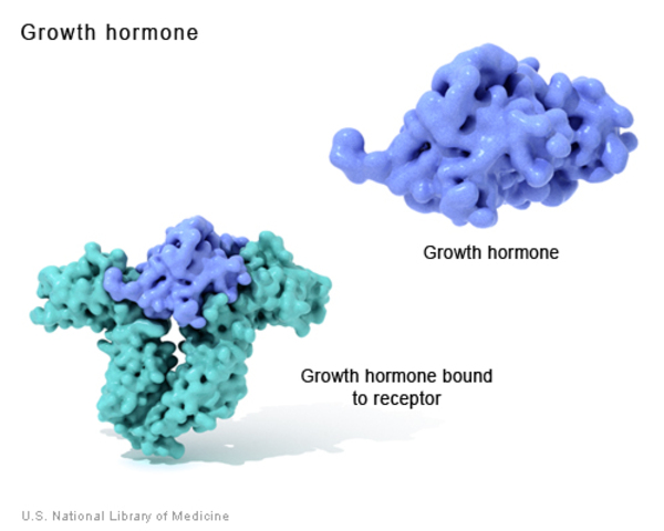 The structure of growth hormone, and growth hormone bound to its receptor.
