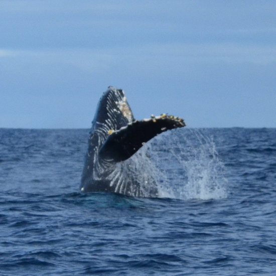 04_HumpbackWhale.JPG
