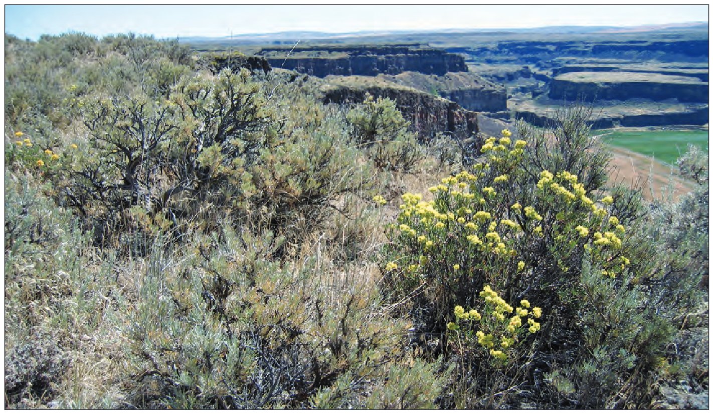 Wyoming big sagebrush (Artemisia tridentata ssp.