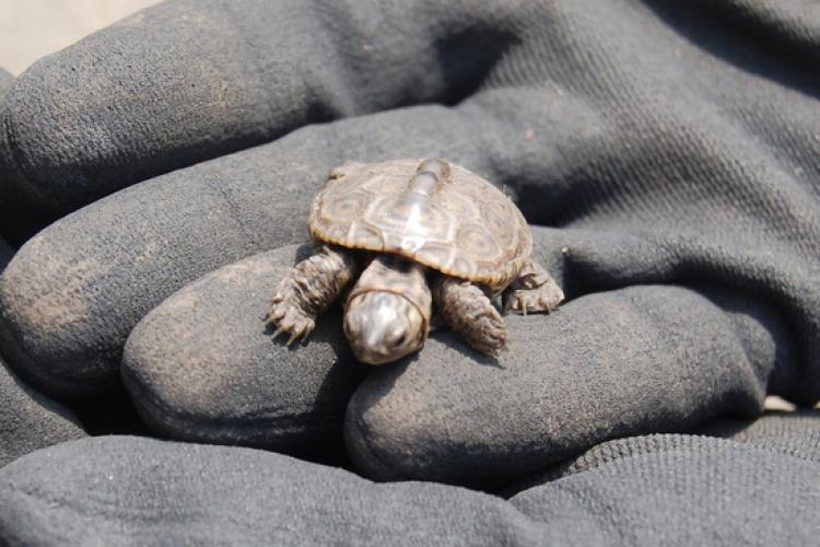 Gloved hands hold a very small turtle