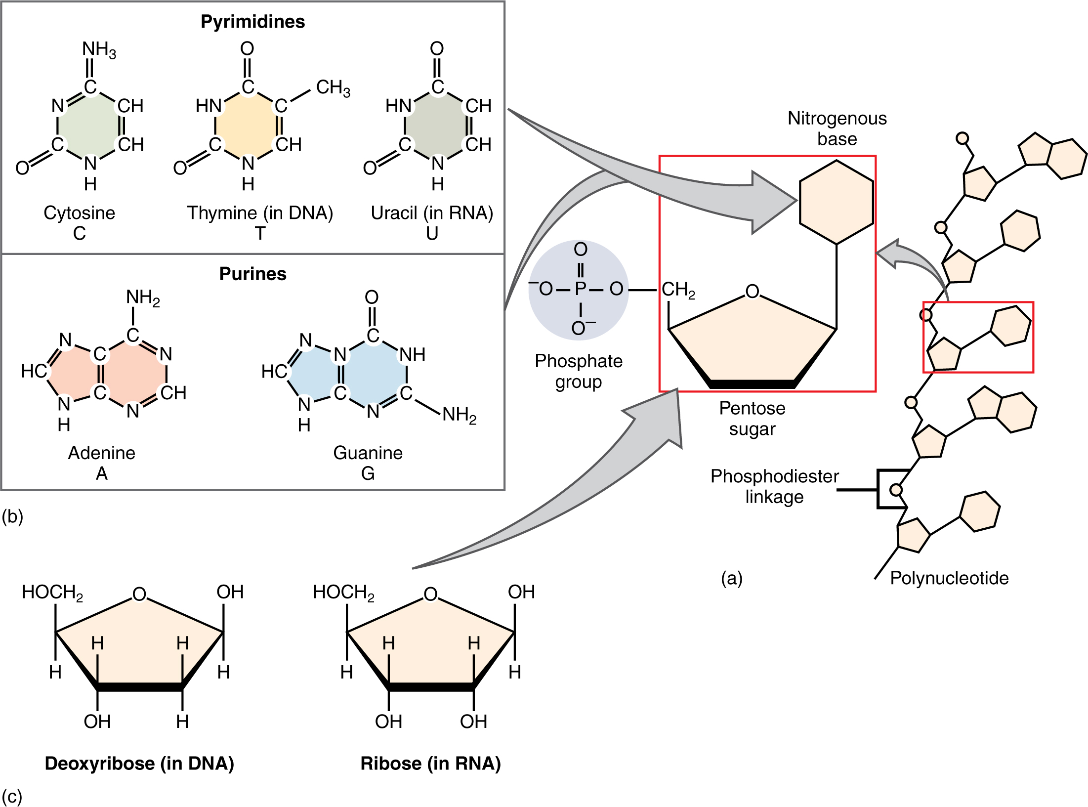This figure shows the structure of nucleotides.