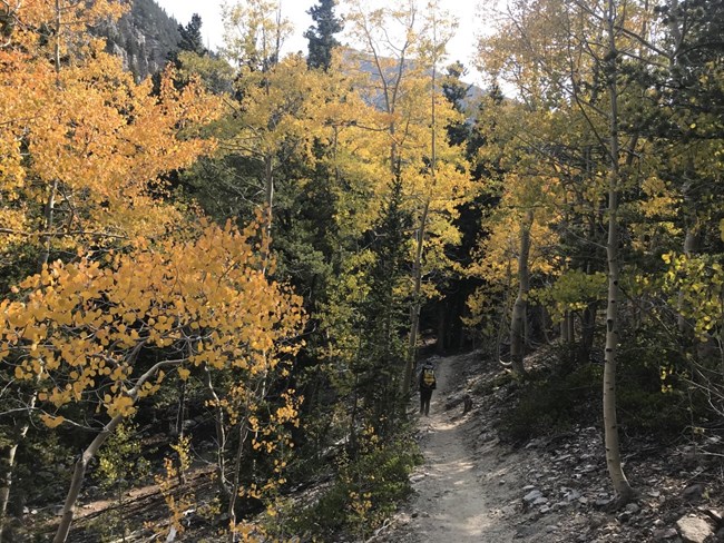 A hiker on a trail through golden aspen.