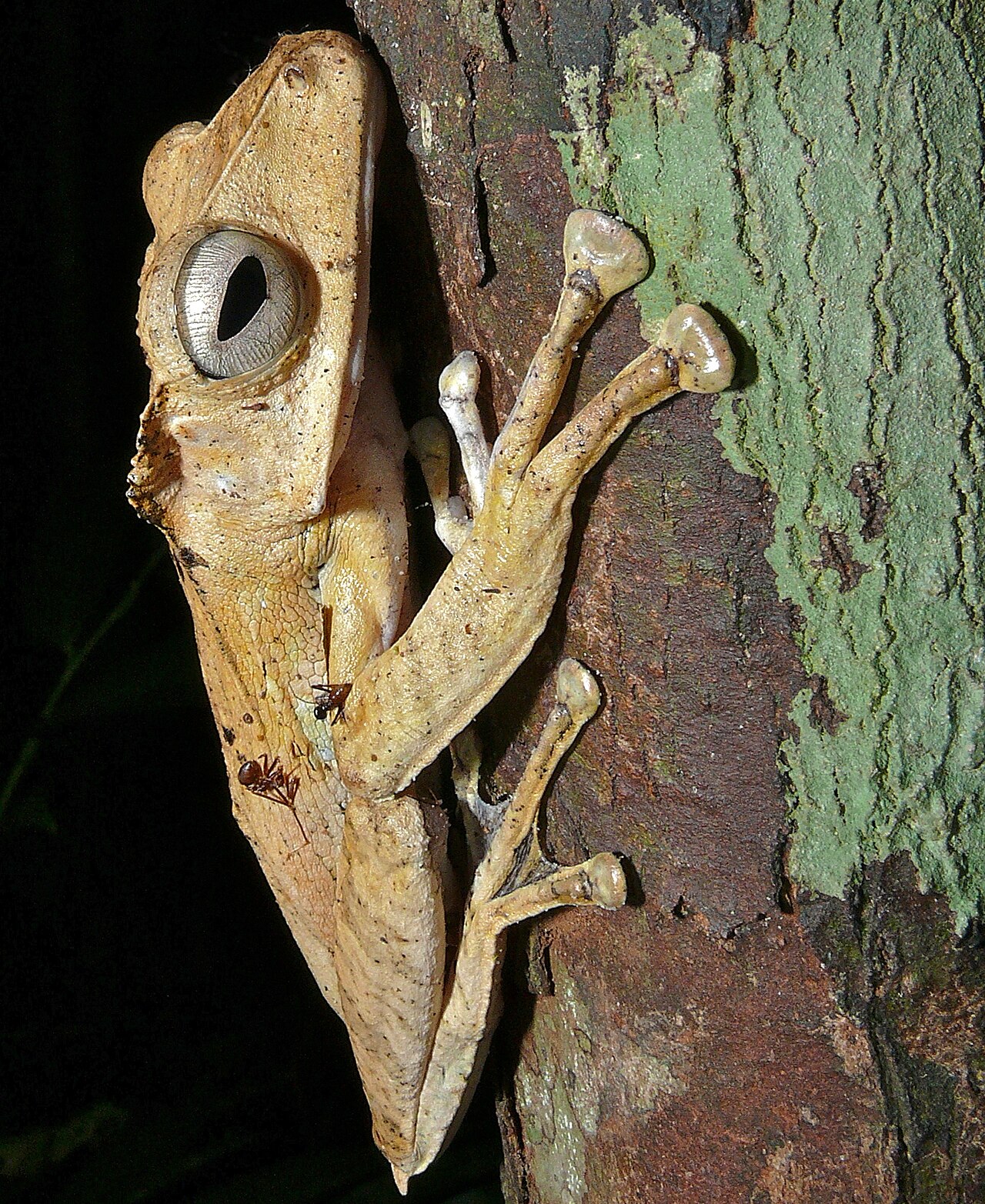 ফাইল-কানযুক্ত গাছের ব্যাঙ