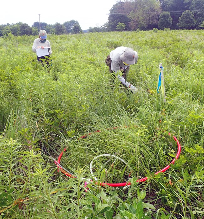Two scientists with a circular plot frame, tape measure and clipboard surveying plants in a prairie.