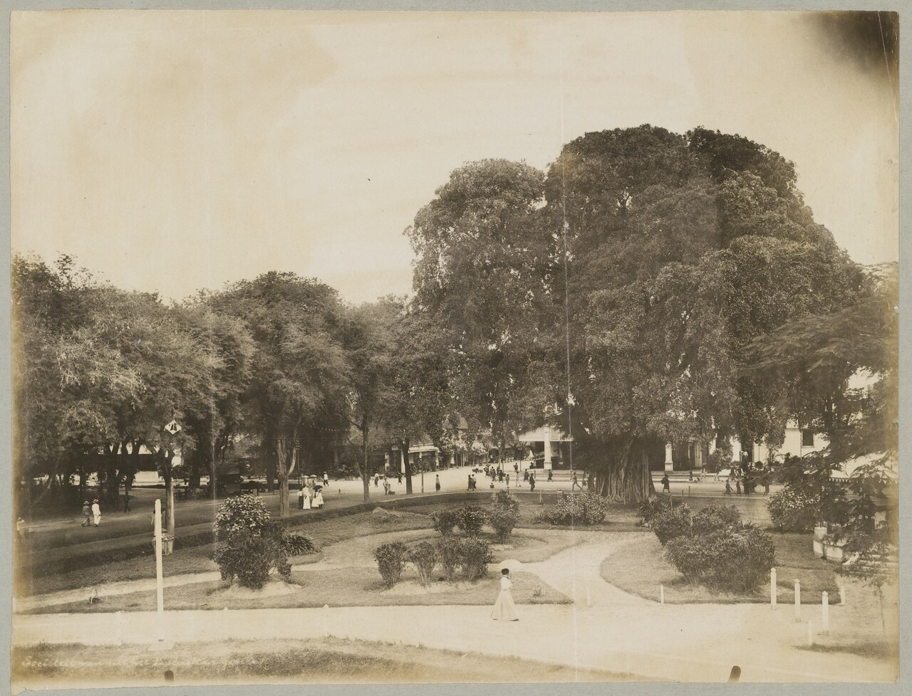 Парк с баньяновым деревом у форта Вредебург, 1896 год