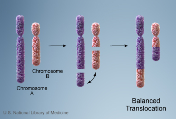 Two chromosomes break and swap pieces; no genetic material is gained or lost.