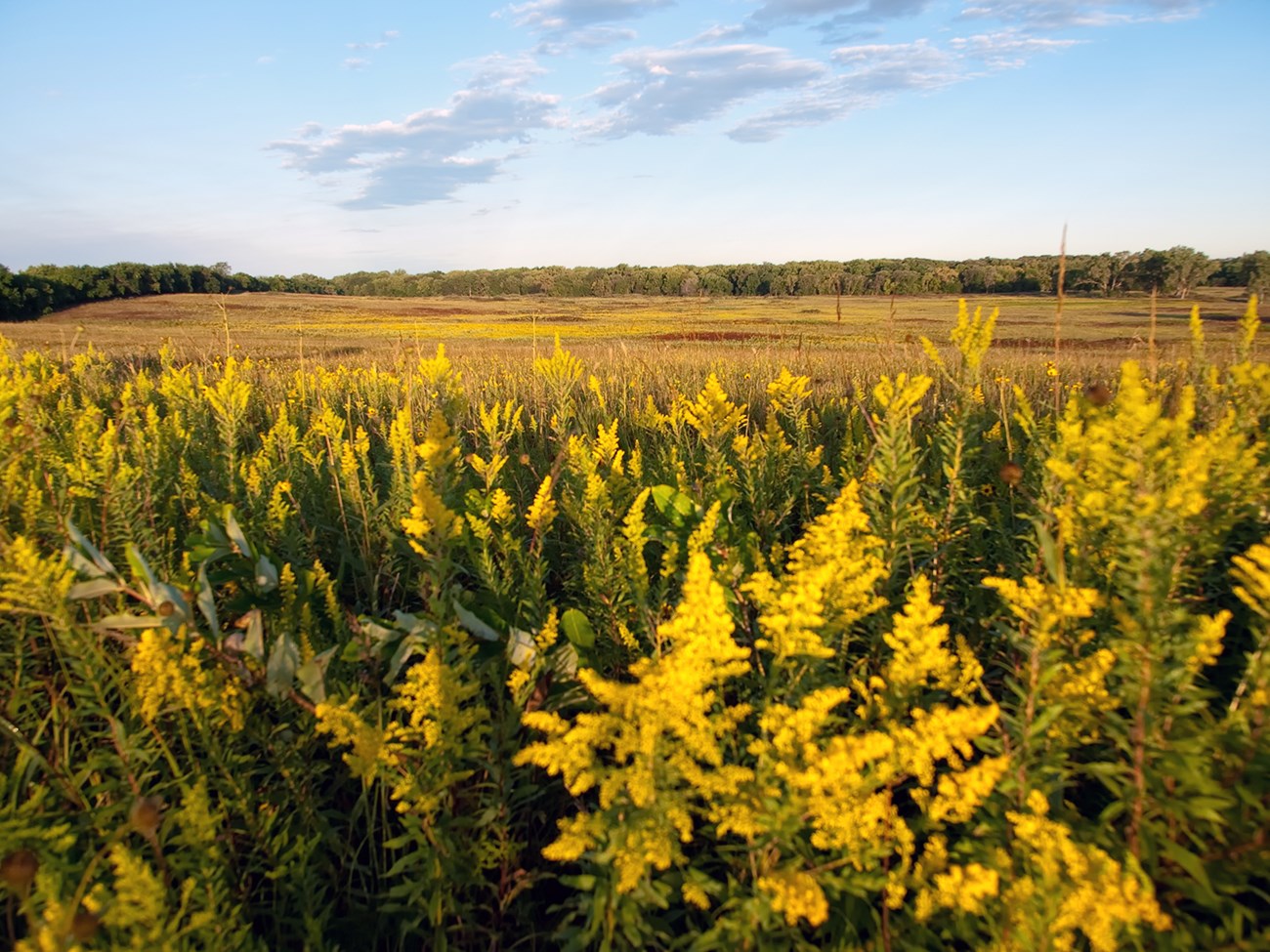 Bright tufts of yellow flowers in a prairie with mown areas behind it and a forest in the distance.