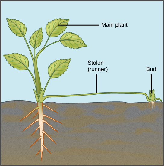 Illustration depicts a mature plant. A runner sprouts from the base of the plant and runs along the ground. A bud and adventitious root system form from the runner.