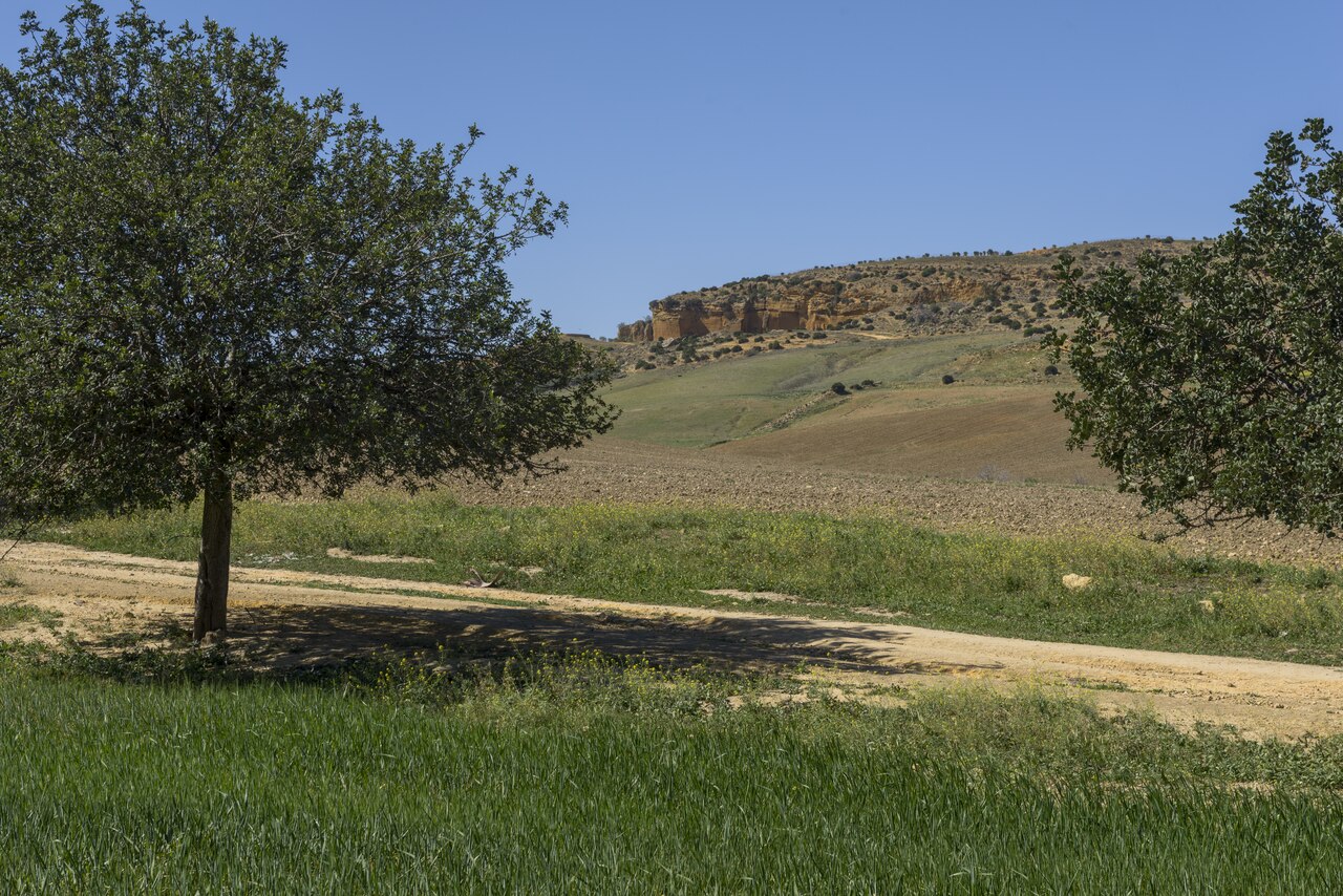 IAPH-paisaje agrario de Carmona-70 0167878