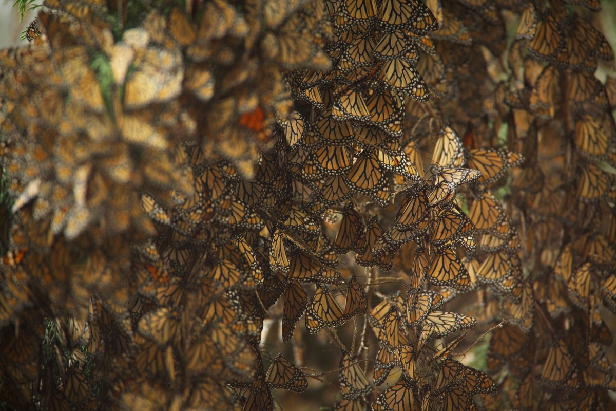 A tree so covered in monarchs the branches cannot be seen