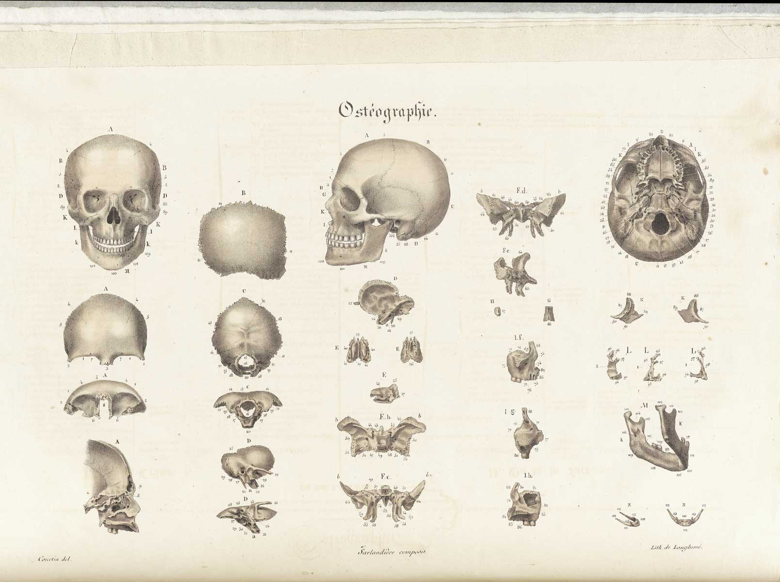 Plate 1 of Jean-Baptiste Sarlandière's Anatomie méthodique, ou Organographie humaine en tableaux synoptiques, avec figures,featuring the skull and the various bones in and attached to the skull.