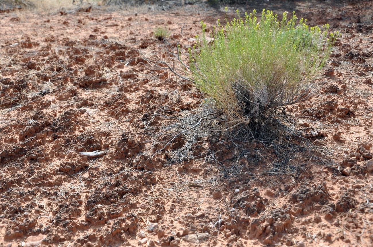 Dark, knobbly soil crust covering the ground around a small flowering desert shrub.
