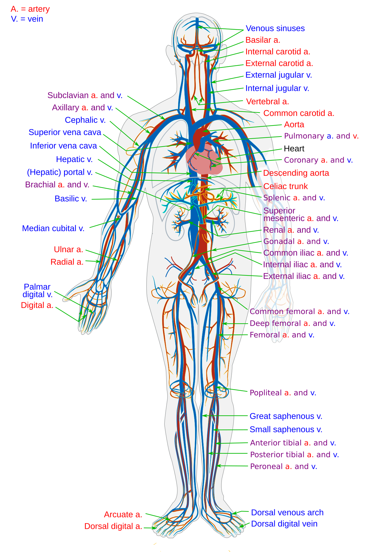 The human circulatory system.