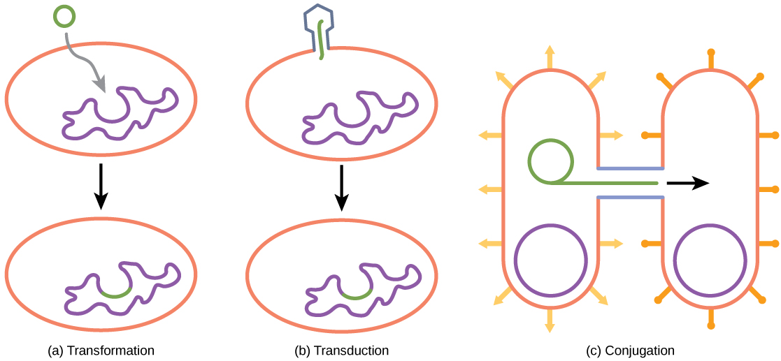 Illustration A shows a small, circular piece of DNA being absorbed by a cell. Illustration C shows a bacteriophage injecting DNA into a prokaryotic cell. The DNA then gets incorporated in the genome. Illustration C shows two bacteria connected by a pilus. A small loop of DNA is transferred from one cell to another via the pilus.